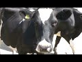 Getting 330 Cows In. With a Tractor.