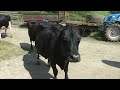 Getting 330 Cows In. With a Tractor.