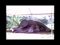 JURASSIC PARK TRICERATOPS - Part 1 - Puppeteering an Animatronic Dinosaur