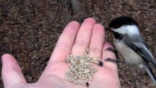 Singing Chickadees