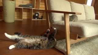 遊ぶねこ１９。 -Maru plays with Hana .-