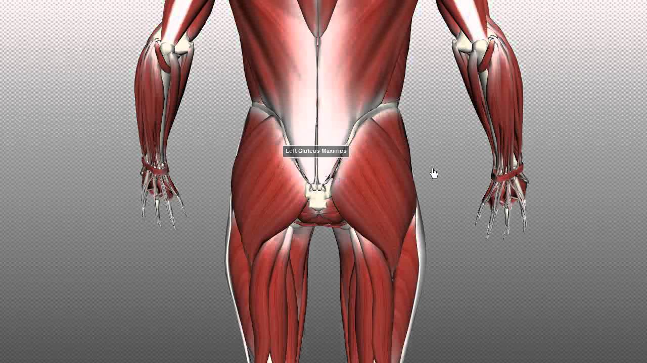 Muscles of the Gluteal Region - Part 1 - Anatomy Tutorial - YouTube