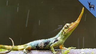 Pinocchio Lizard NOT Extinct!