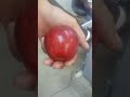 Kmoch ah song ha