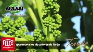 Vinos Aranjuez de Tarija hacen uso de tijeras Felco