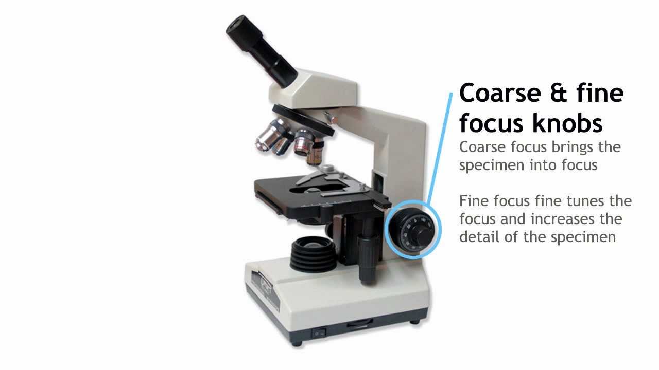 Parts of a Compound Light Microscope - YouTube