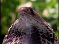 Cobra vs. Monitor Lizard