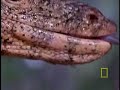 Cobra vs. Monitor Lizard