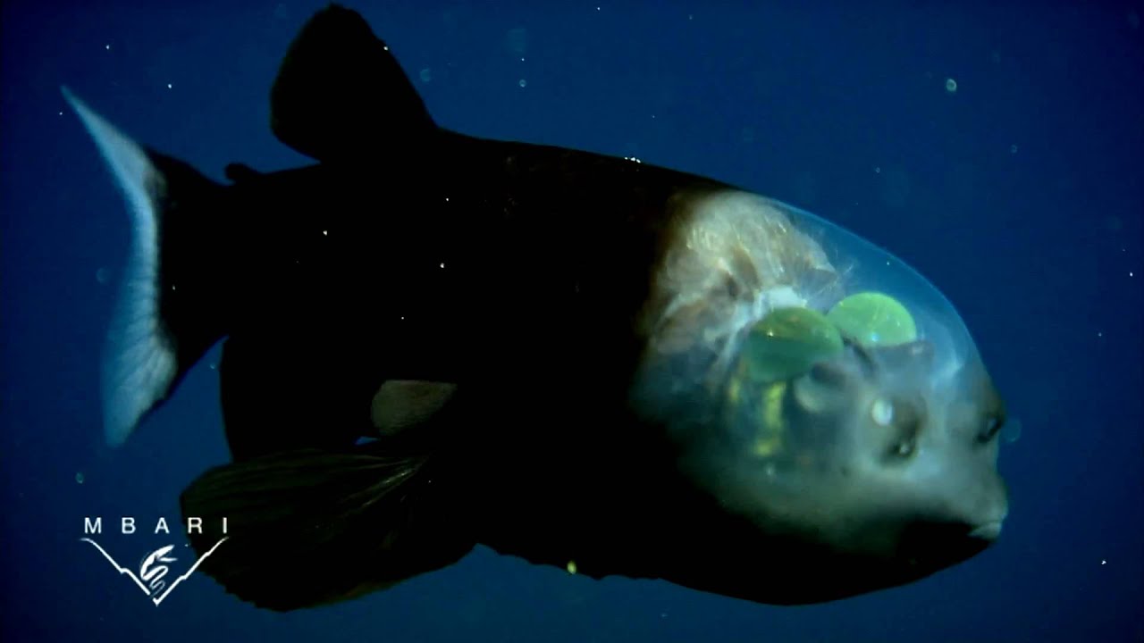 Macropinna microstoma: A deep-sea fish with a transparent head and