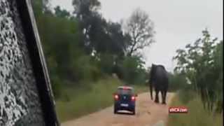 Footage of elephant rolling car in Kruger Park