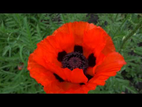 Как самому сделать красный мак