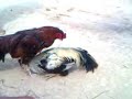 Chuối vs Điều.