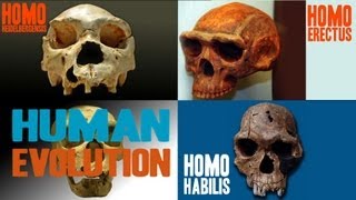 Facts about Human Evolution Facts about Human Evolution