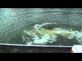 Texas, à la poursuite du poisson-alligator
