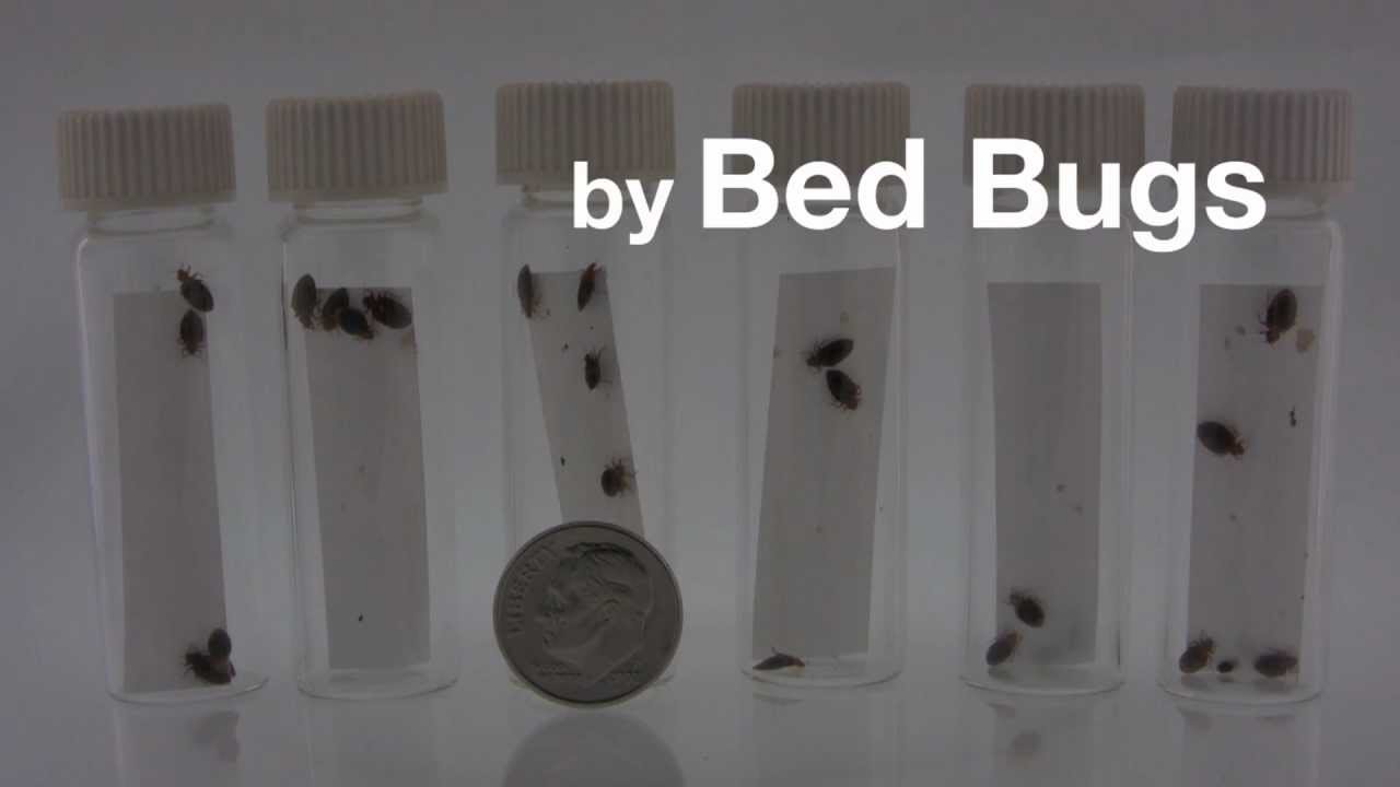 How to Get Rid of Bed Bugs The ZappBug Oven YouTube
