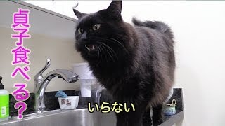 しおちゃん「貞子たべる」Theo the cat wants to eat Sadako?