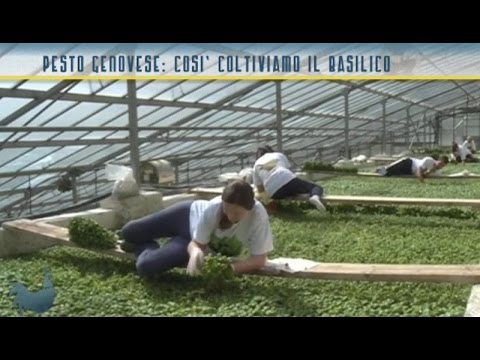 Pesto genovese: la coltivazione del basilico di Prà
