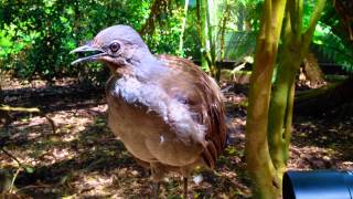 The amazing lyrebird mimicking children toy gun and other sounds