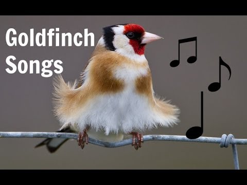 goldfinch songs mp3 youtube goldfinch songs mp3 youtube