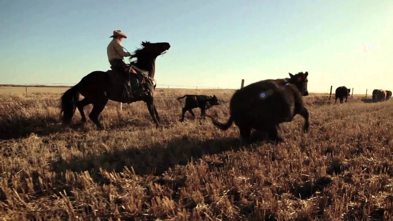 Welcome to Cowsmopolitan Country, we are a MUCKBOOT ™ Dealer, & also carry Livestock Show Supplies – clippers, blades, blowers, brushes, livestock shampoo, sprays, glues, oils & much MORE!
