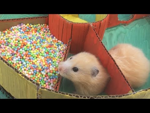 Funny Hamster Jerry in 6-Level Round Maze