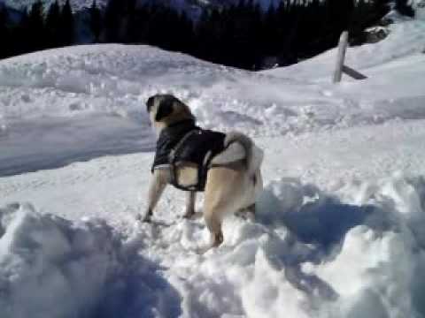 pug howling hqdefault jpg pug howling hqdefault jpg