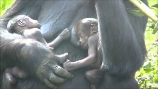 1 day old gorillatwin @Burgers Zoo The Netherlands