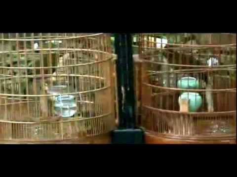Hoạ mi chọi đỉnh cao