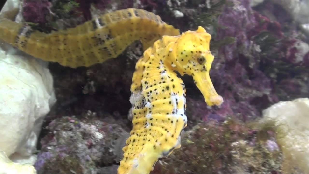 Seahorse *** - YouTube