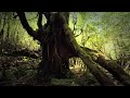 Sigur Rós - Dauðalogn