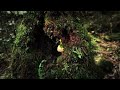 Sigur Rós - Dauðalogn