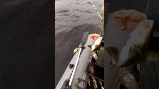 летняя рыбалка на белом море видео летняя рыбалка на белом море видео
