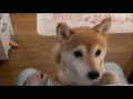 飼い主にすがりつく柴犬いちご Shiba Inu hugging to owner