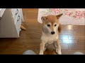 飼い主にすがりつく柴犬いちご Shiba Inu hugging to owner