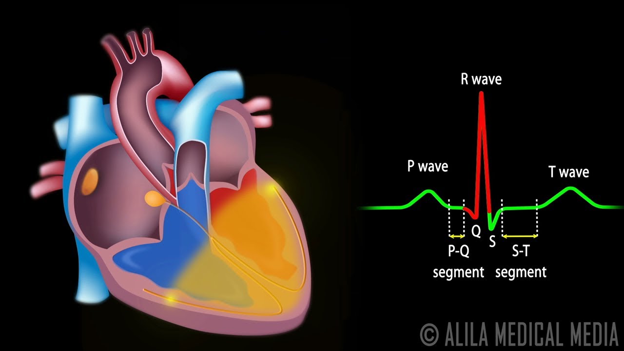 Cardiac Conduction System and Understanding ECG, Animation. - YouTube