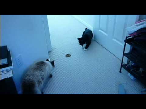 youtube funny cat videos. Funny Cat Videos - Cat