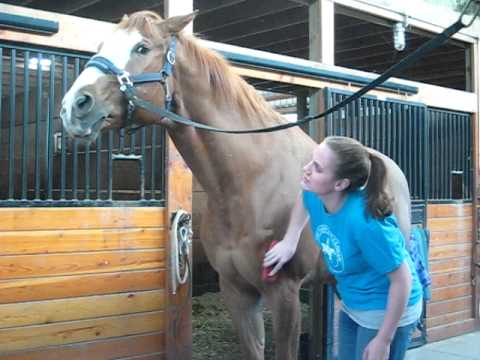 Funny Horse Grooming