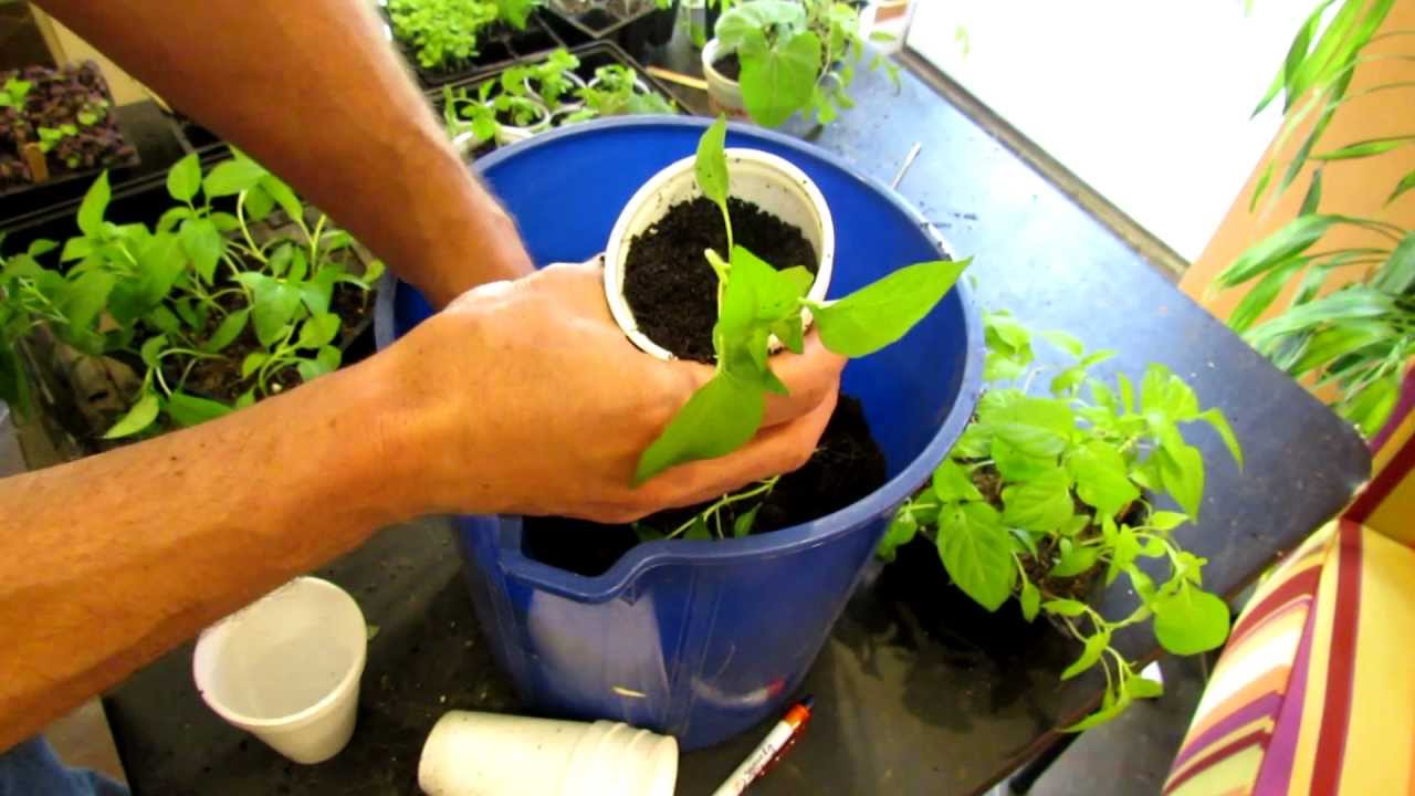transplanting bell pepper seedlings