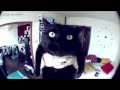 le chat de norman (ULTIMATE 3D)