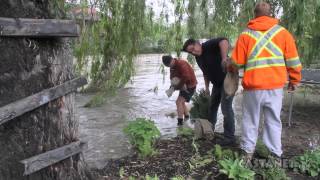 Sandbagging in Keloowna