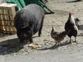 Les animaux de la Ferme Couderc Vallérargues - Gard