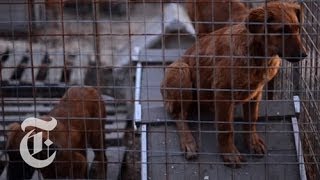 Olympics 2014 | Saving Sochi's Stray Dogs | The New York Times