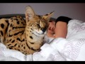 Savannah Cat TV - The first year of a serval life