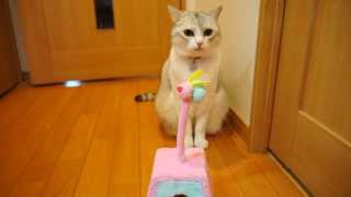 #56　小さい猫に小さいオモチャ♪（その１）　|　うにの「うにっき動画」