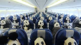 【 1600 Pandas all arrived Hong Kong International Airport﹗】