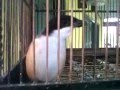 Video Ocehan Burung Cendet | Pentet | Toet Rajin Gacor album artwork