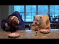 Two Dogs Eating In Restaurant - Youtube