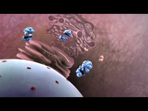 Flu Attack! How A Virus Invades Your Body 0 Colostrum Supports Cellular Nutrition