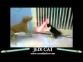 Star wars cat