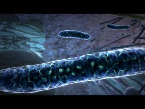 Powering the Cell: Mitochondria 0 Colostrum Supports Cellular Nutrition